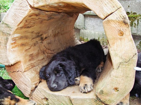 nach getaner Arbeit muss Duke ruhen